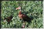 E Black-Bellied Whistling-Duck 0096