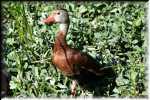 E Black-Bellied Whistling-Duck 4357