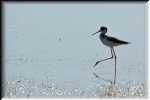 E Black-necked Stilt  4178