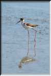 E Black-necked Stilt  4230