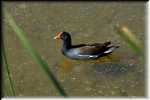 E Common Gallinule  4367