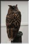 E Eagle owl  0118