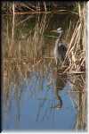 E Great Blue Heron 0088