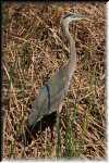 E Great Blue Heron 0101