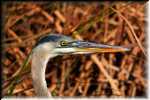 E Great Blue Heron 4374