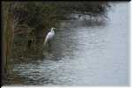 E Great Egret 4467