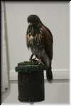 E Immature Harris's hawk  0119