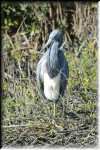 E Tricolored Heron  4148