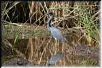 E Tricolored Heron  4318