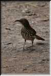 F Long-billed Thrasher  4661