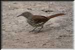 F Long-billed Thrasher  4663