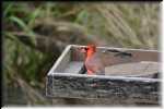 F Male Cardinal 4571