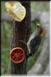 F Male Golden-F ted Woodpecker 4717
