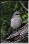 F Northern Mockingbird  4525