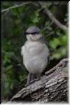 F Northern Mockingbird  4535