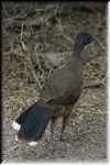 F Plain Chachalaca  4701