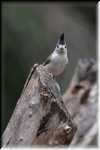 FF Black-crested titmouse 4898