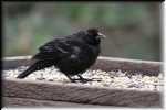 FF Red-winged blackbird 4881