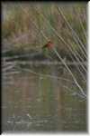 FF Vermilion flycatcher 4848