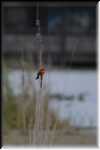 FF Vermilion flycatcher 4867