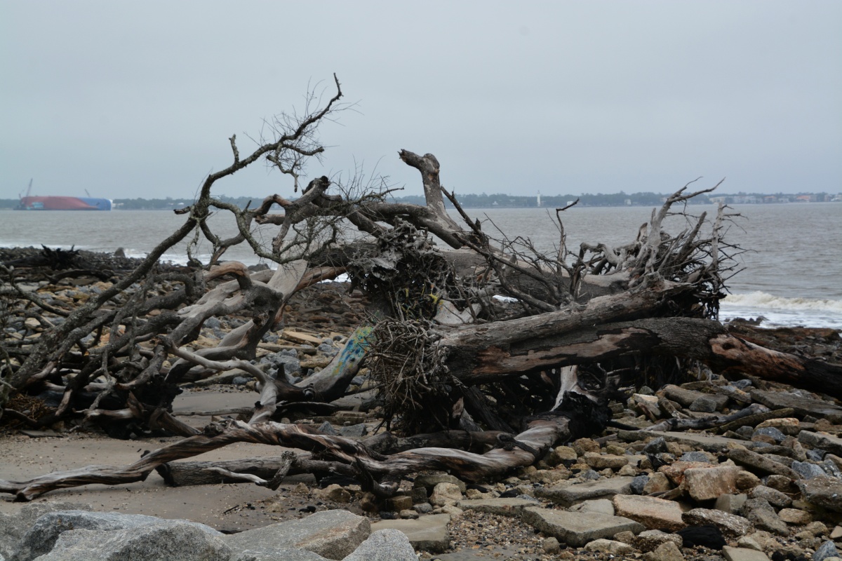 Jekill Island Driftwood Beach 6659