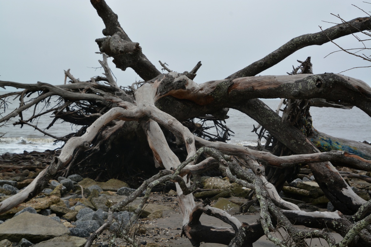Jekill Island Driftwood Beach 6660