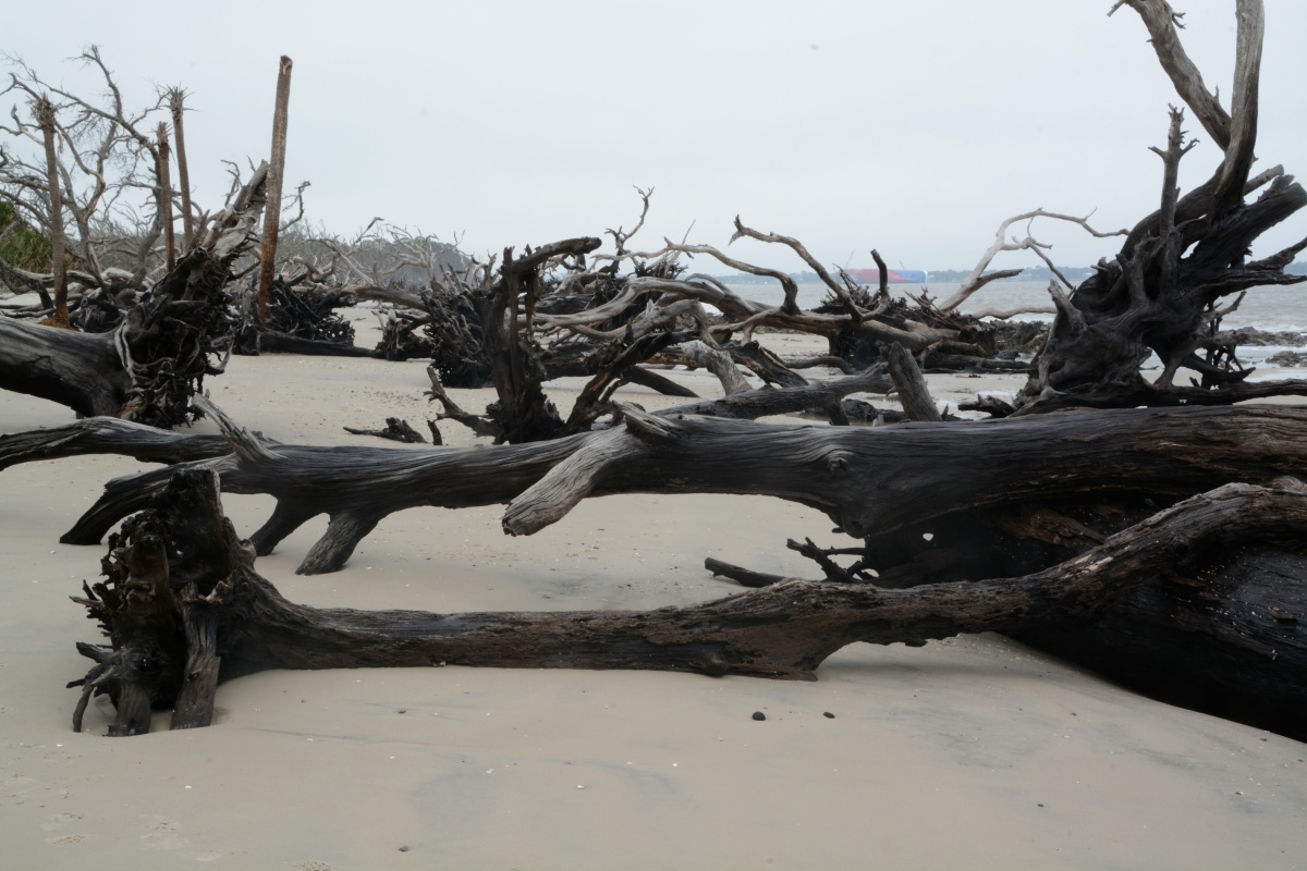 Jekill Island Driftwood Beach 6664