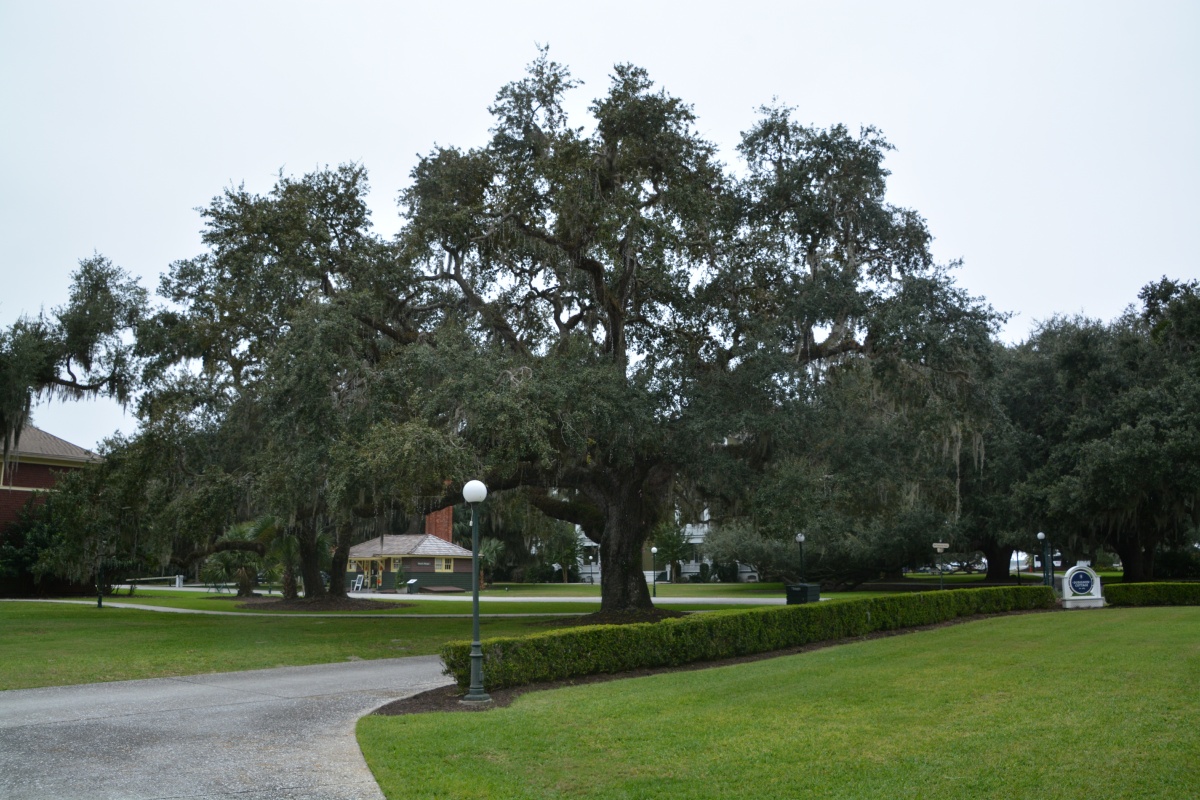 Jekill Island Oak tree 6585