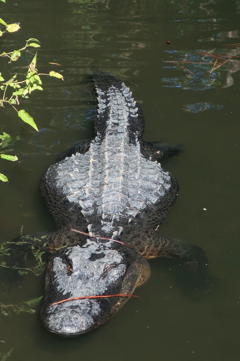 T Okefenokee Swamp Park 0938