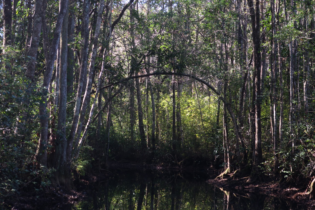 T Okefenokee Swamp Park 0943