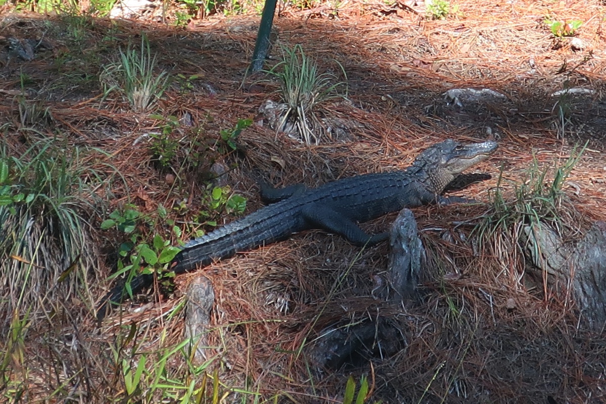 T Okefenokee Swamp Park 0949