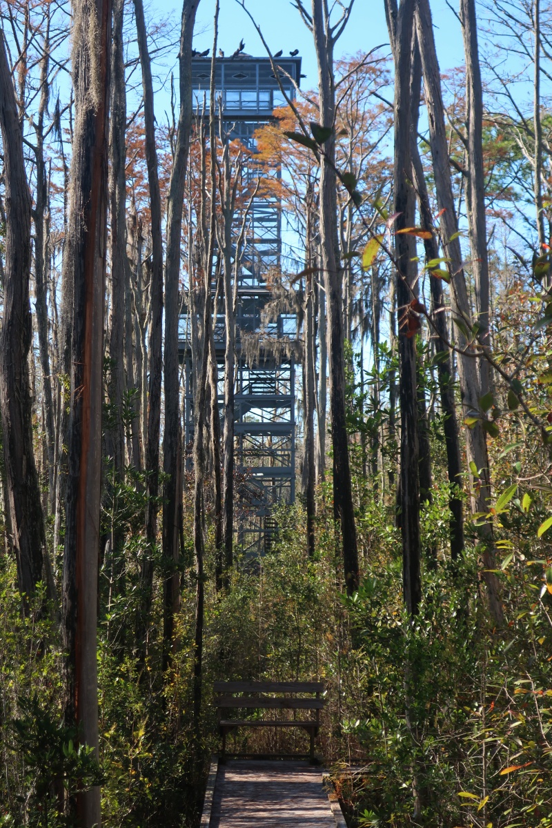 T Okefenokee Swamp Park 0959