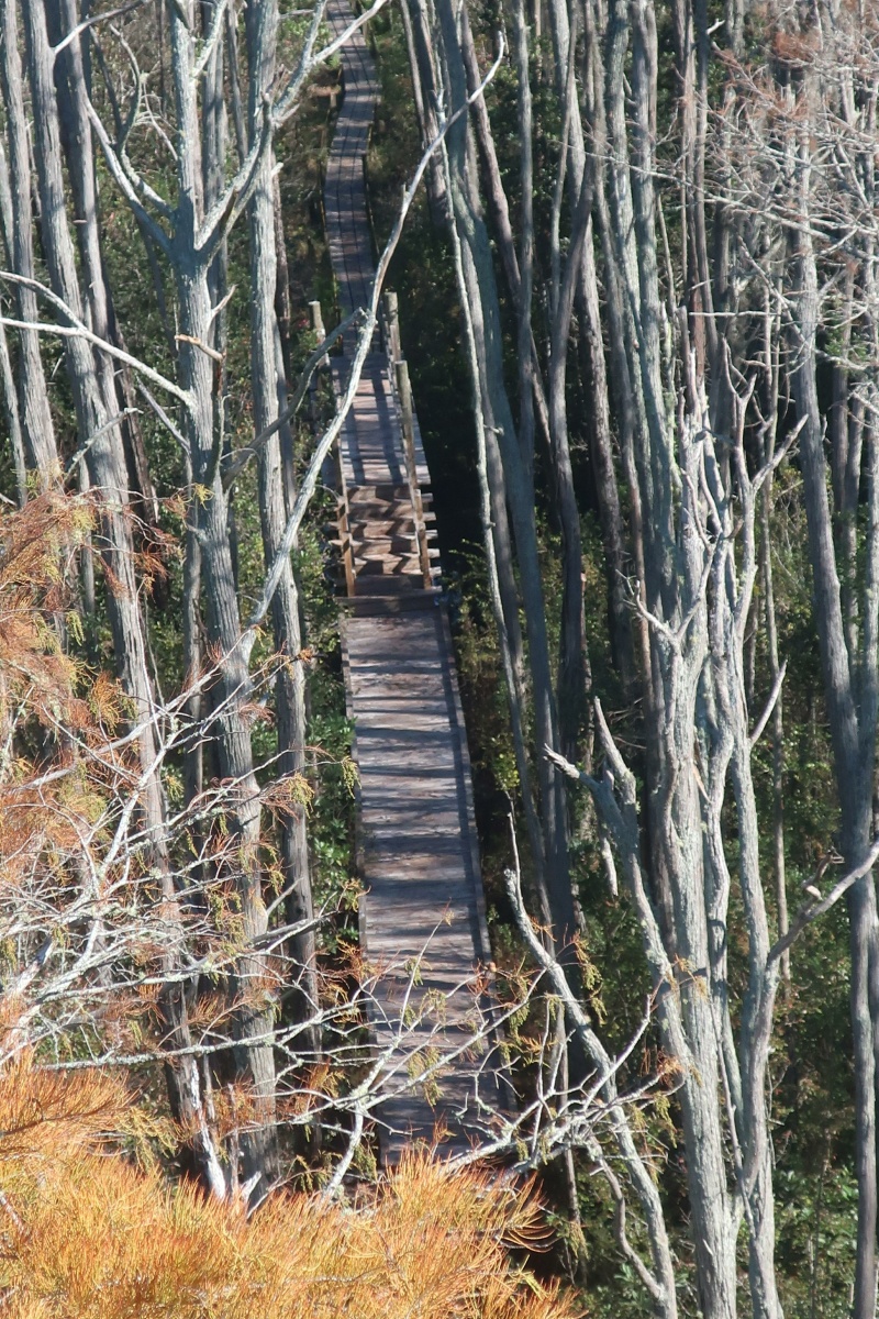 T Okefenokee Swamp Park 0964