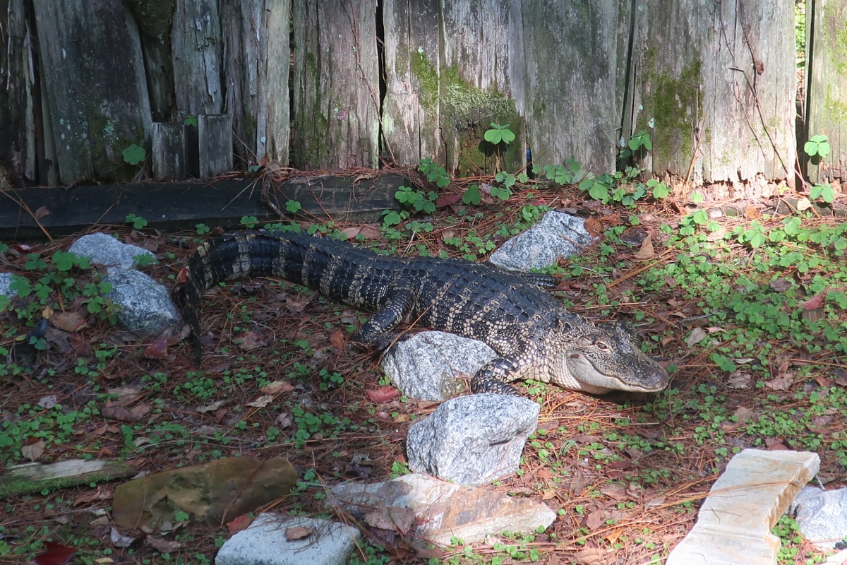 T Okefenokee Swamp Park 0969