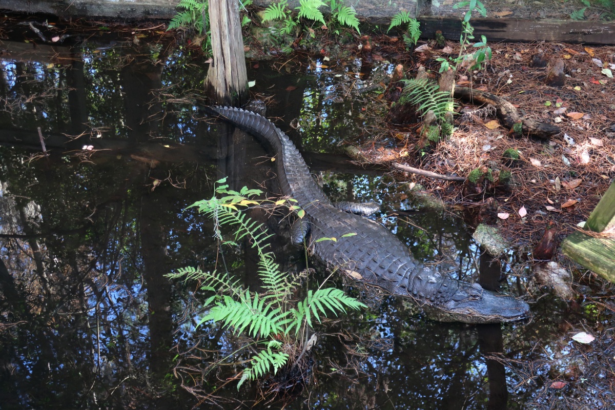T Okefenokee Swamp Park 0979