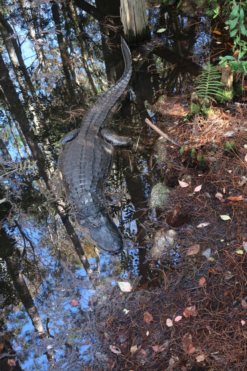 T Okefenokee Swamp Park 0980