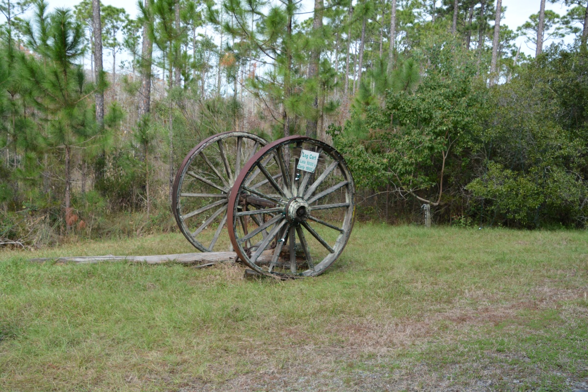 T Okefenokee Swamp Park 6675