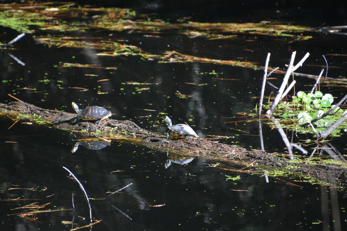 T Okefenokee Swamp Park 6682