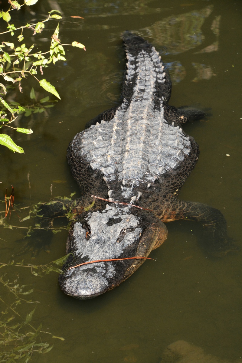 T Okefenokee Swamp Park 6705
