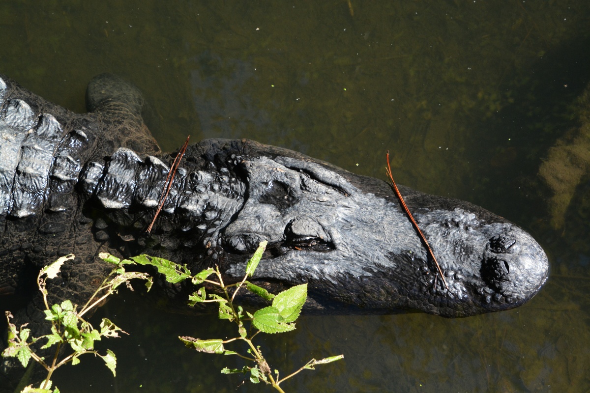 T Okefenokee Swamp Park 6708