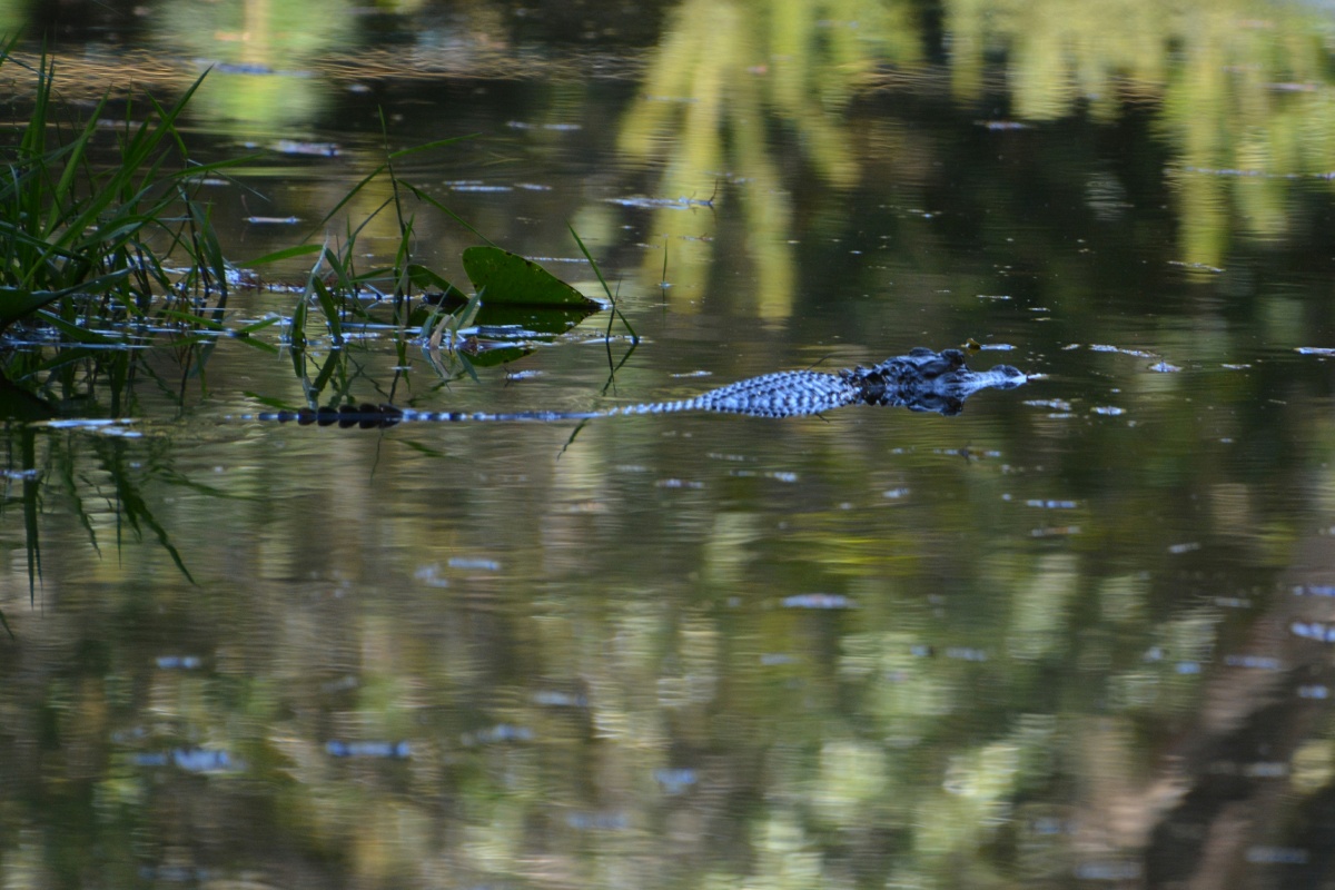 T Okefenokee Swamp Park 6721