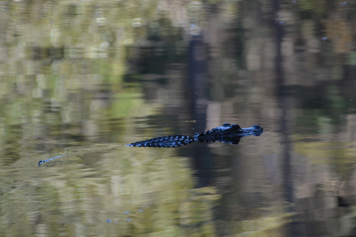 T Okefenokee Swamp Park 6726