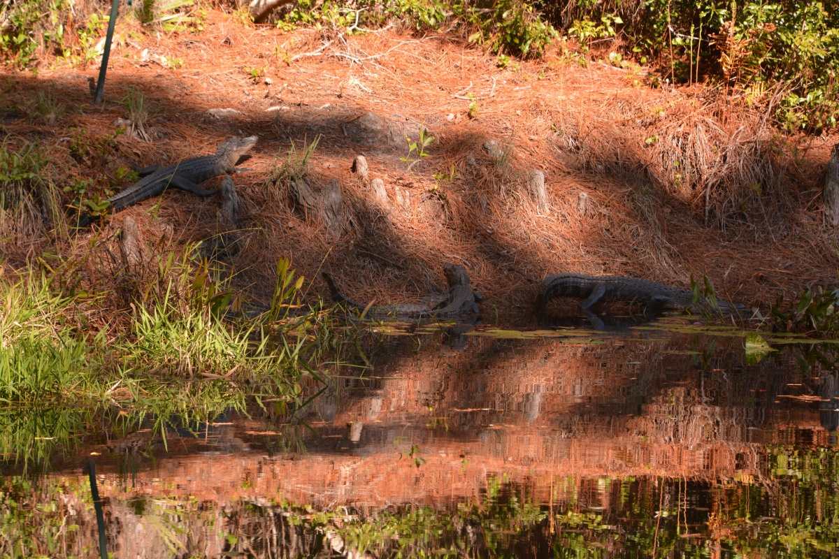 T Okefenokee Swamp Park 6734