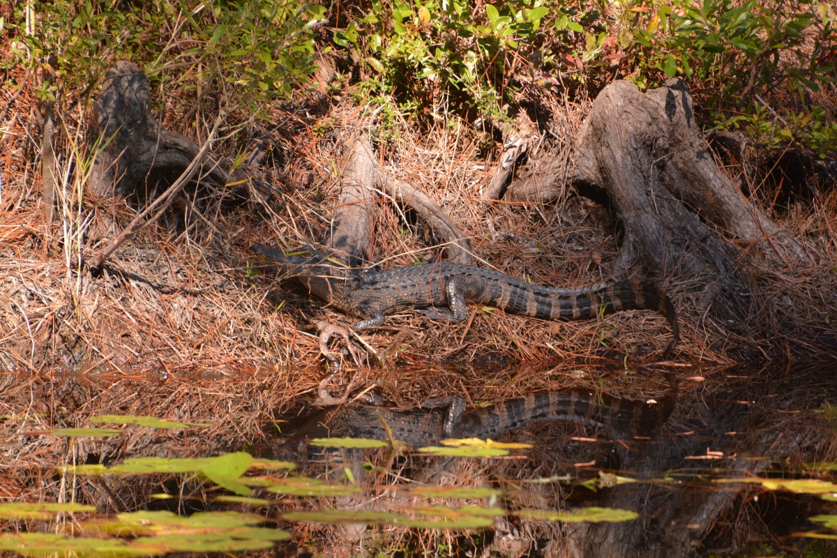 T Okefenokee Swamp Park 6736