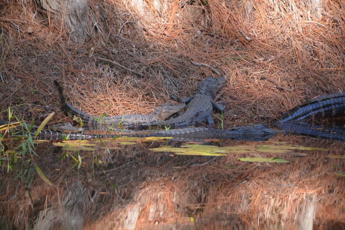 T Okefenokee Swamp Park 6737
