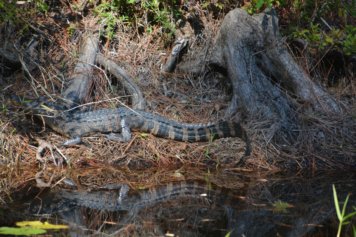 T Okefenokee Swamp Park 6739