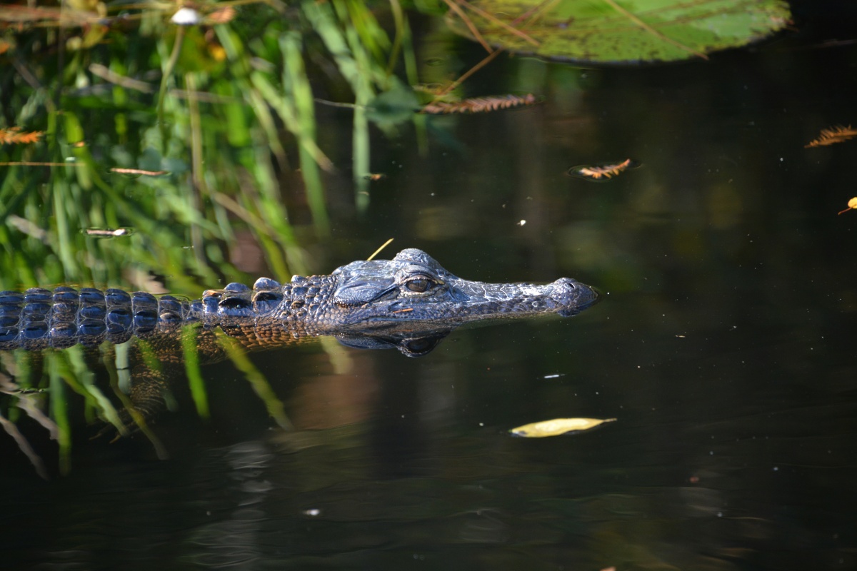T Okefenokee Swamp Park 6742