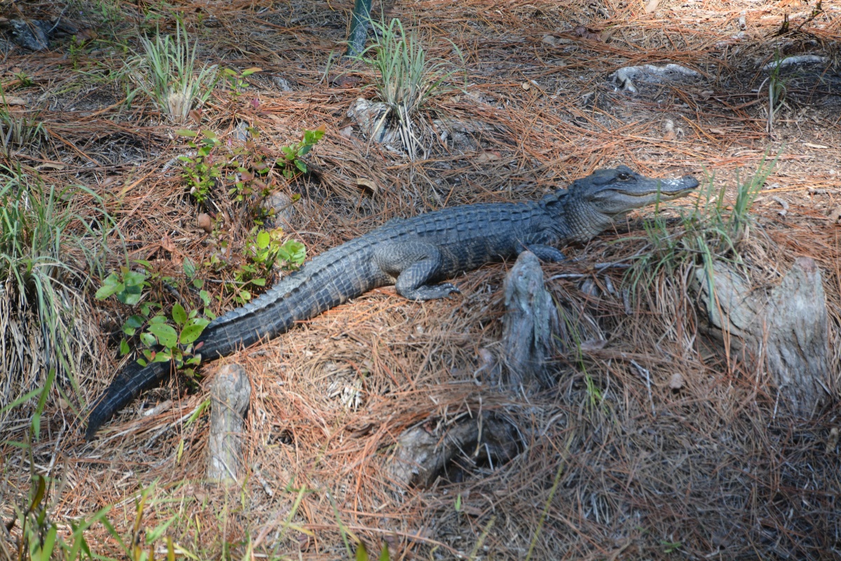 T Okefenokee Swamp Park 6743