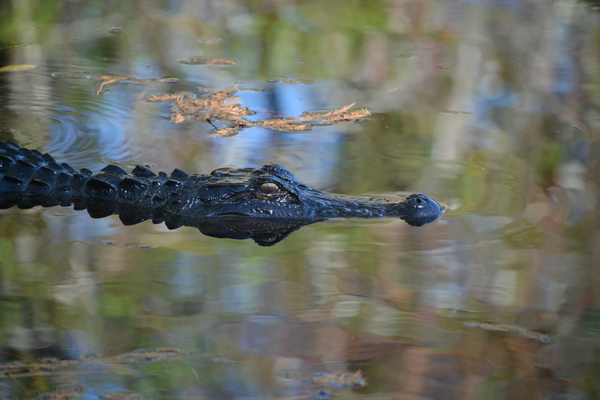 T Okefenokee Swamp Park 6747