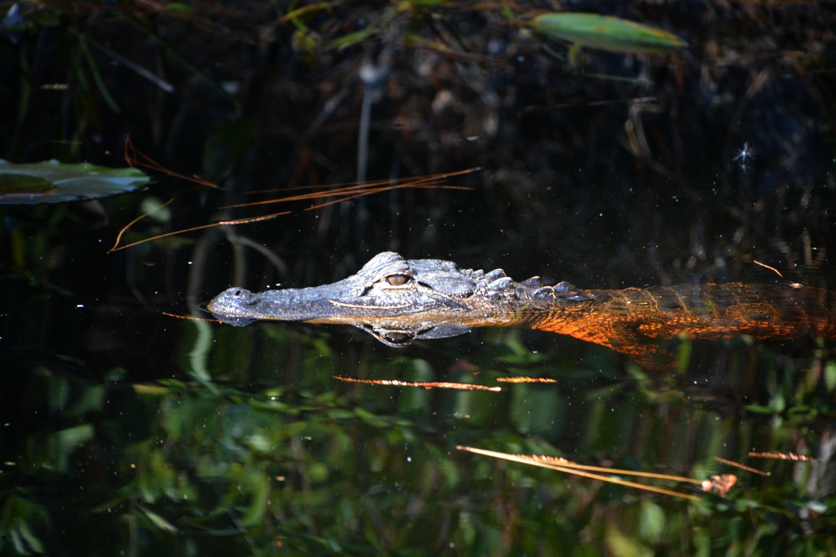 T Okefenokee Swamp Park 6748